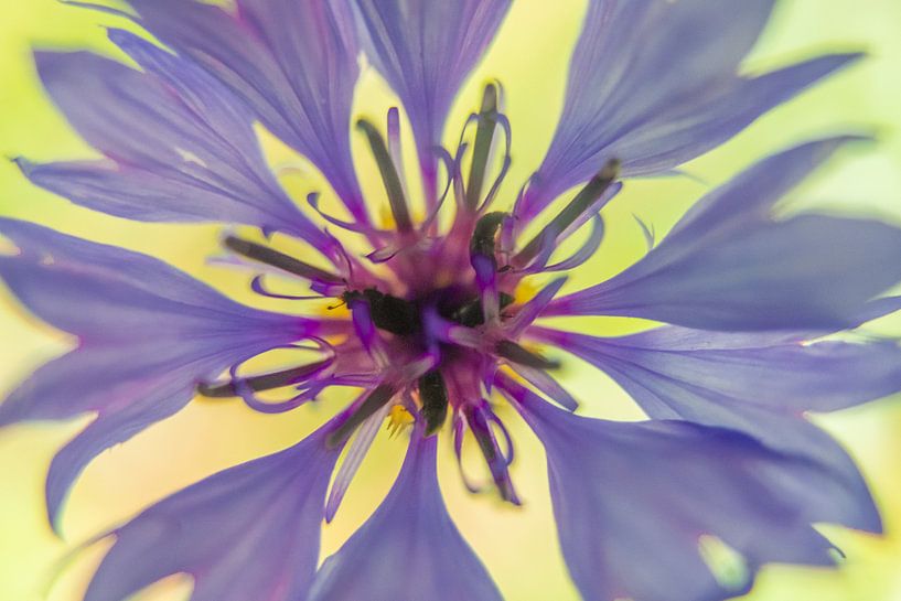 Macro Cornflower