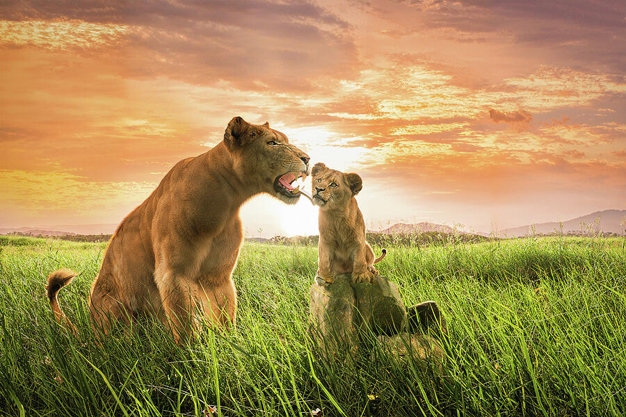 Lioness with Cub by Arjen Roos
