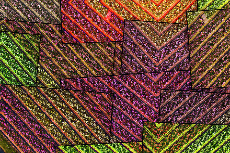 Geometric Patterns of Dutch Tulips by Arjen Roos