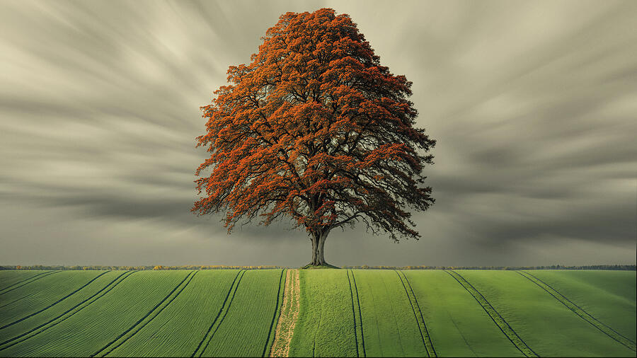 Lone Tree with Dramatic Sky and Motion Clouds by Arjen Roos